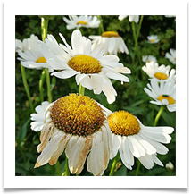 Daisy - James Leslie